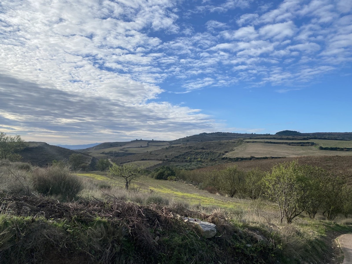Vineyards and hills of La Rioja stretching to the horizon