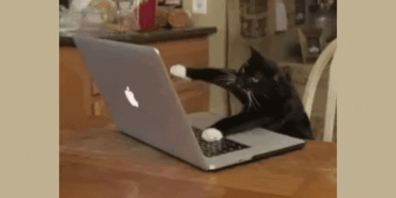 Cat typing fast
